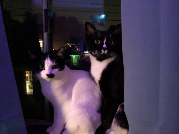 Two kitten/cats standing in tandem on a window sill. In front is a small harlequin and her brother behind is the tuxedo. It is getting dark outside and lights from the room reflect on the window behind them.