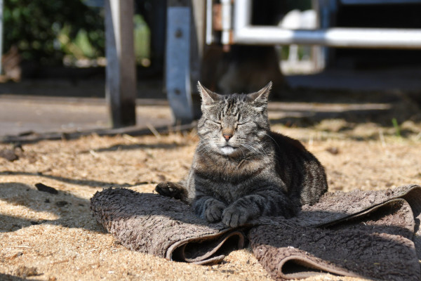 A tabby barn cat is laying with closed eyes at a horses box. She is in deep thoughts.