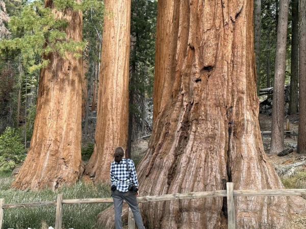 Liz is small in the frame, standing facing away from the camera and looking up at a giant Sequoia tree that takes up a large part of the frame, with more Sequoias in the background. 