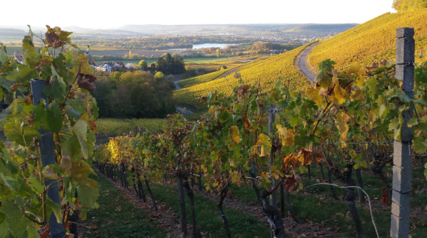 View from a vineyard after the harvest in October. Some vines in the foreground, growing along wires between vertical posts. Leaves are turning yellow and red. In the background a valley and hills with  more vineyards, settlements and a lake.