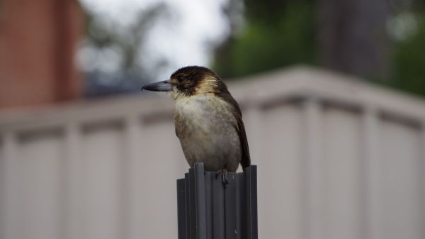 A grey butcherbird sitting on a post