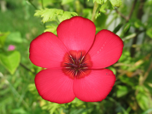 Blüte vom roten Lein.