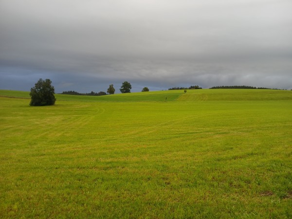 Morgenstimmung:
Gemähte Wiesenlandschaft mit sanftem Hügel, einzelnen Büschen und Bäumen im Hintergrund und Himmel mit düsterer Regen-Bewölkung.