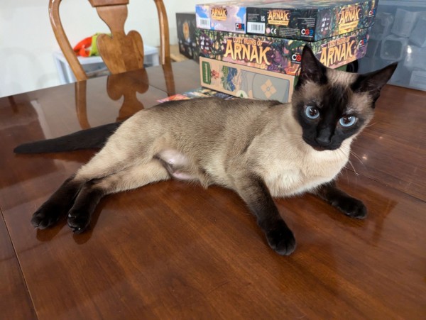 A siamese cat laying in front of a bunch of boardgame on a dining room table. The car is laying partly on it's side, feet out on front of it, while it looks at the camera with a slightly angry expression and bright blue eyes. One of the boardgames behind her is The Lost Ruins Ruins of Arnak and it's expansions, a game that has abstract guardians protecting archeological sites.