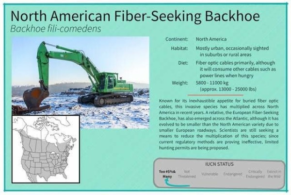 Species identification card for Backhoe fili-comedens, the North American Fiber Seeking Backhoe, with a picture of a backhoe beginning an excavation in search of its preferred diet, fiber optic cables.