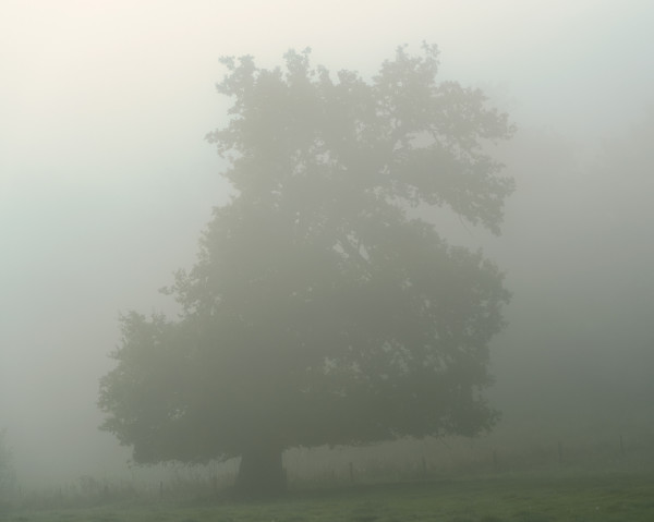 A lone oak tree on the edge of the woods on a foggy summer morning.