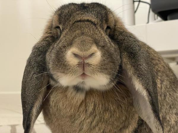 Closeup of Matilda the lop eared bunny looking straight at the camera. Her nose is in the center of the photo, and just below that is visible her mouth and pink lips, which are slightly open