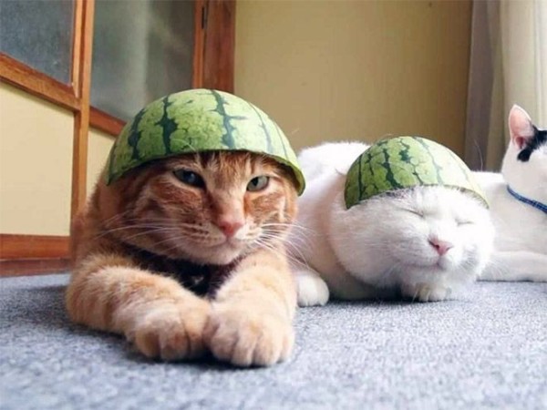 Two cats are lying on a carpet with pieces of watermelon rind on their heads, resembling helmets. The cat on the left has orange fur, and the cat on the right has white fur with its eyes closed. Another cat is partially visible in the background.