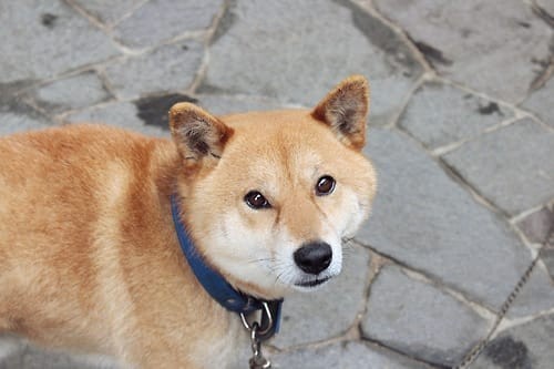 a random shiba from shibes.lol