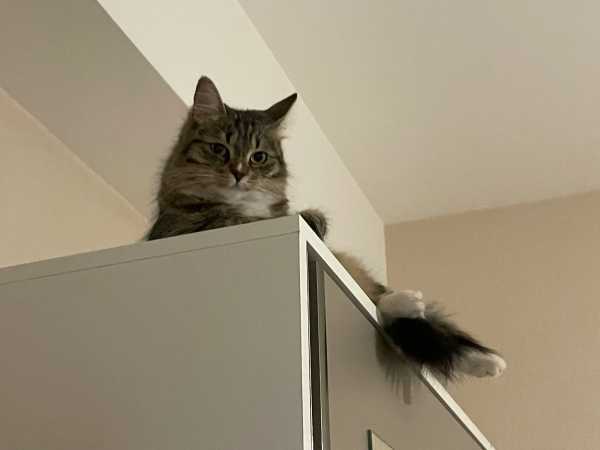 Nova flopped on top of wardrobe, she's half sitting up, looking at the camera. Her hind paws are hanging down from the edge 