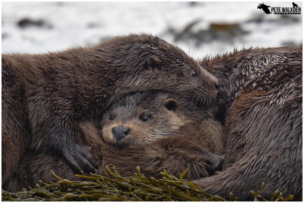 A photo of a family of Eurasian otters snuggled together on a bed of seaweed.