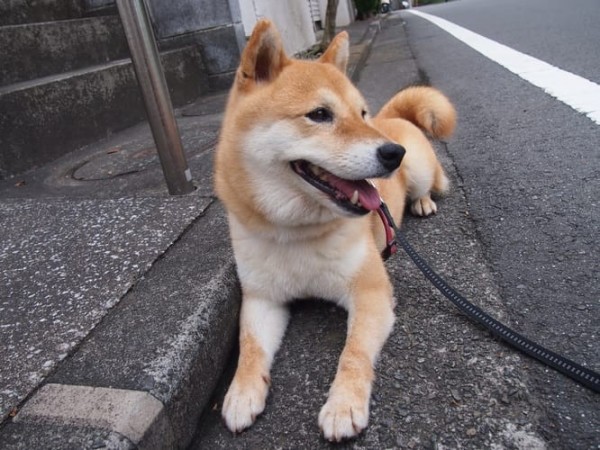 a random shiba from shibes.lol