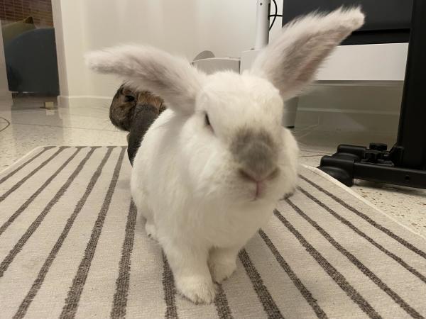 Chuck the bunny looking straight at the camera on a white rug with gray lines running towards the camera. Behind him, just visible, is Matilda the bunny.