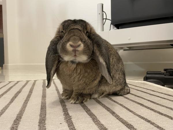 Matilda the bunny sitting on a white rug with gray stripes which run towards the camera. 