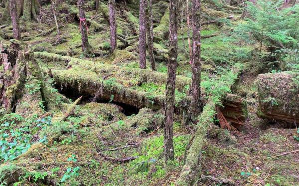 Barely visible remnants of a canoe hull in woods on an Alaskan island. When a logging scout found this 140-year-old canoe decomposing into the forest, stakeholders sought to study the unfinished boat without removing it from the place where it was carved. Photo by Stormy Hamar