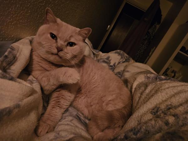 My cream British Shorthair cat Mori curled up on the blanket on top of my bed. He appears to have been interrupted mid-wash, with one paw hovering in mid air and his face scrunched up, giving the appearance of scathing disapproval