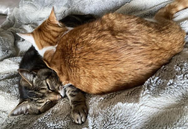 Tabby cat and ginger cat sleeping together on a pale grey faux fur comforter. The ginger is laying partially on top of the tabby, her head fully resting on his side, with her back to the camera. He has one eye partially open, with one front paw extended. Her ears are turned sideways, listening.