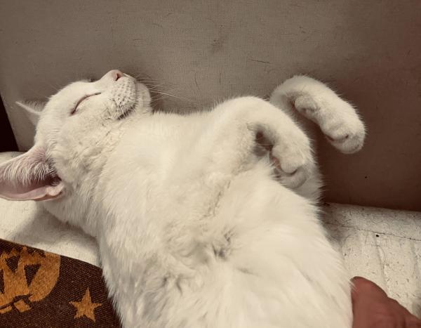 a white cat smiles on her back on a couch, bent paws in the air