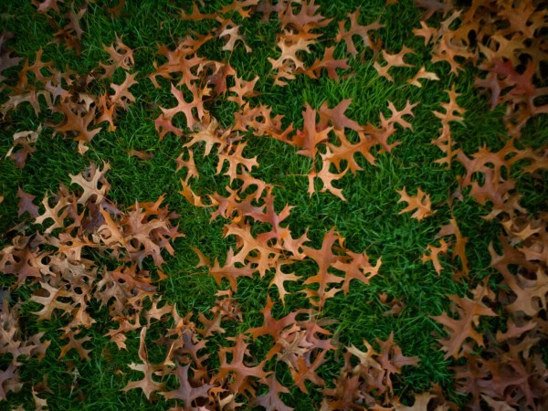 Photo of a carpet of vibrant green grass liberally salted with brown spiky puzzle-shaped leaves.