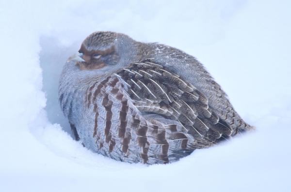 A grey bird with brown speckles, all puffed up, is sitting in the blinding white snow, against a small snowbank in which it had excavated a small hollow. It has orange cheeks and neck. The eyes are three quarters closed.