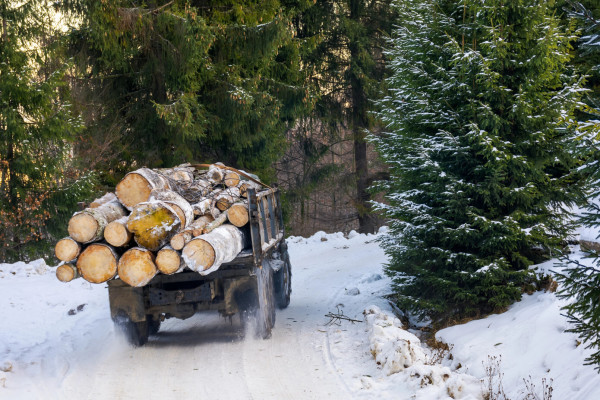 Industrial log harvesting in Finland increases by 3% YtD but remains 9% below 5Y average in November