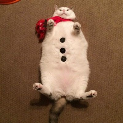 Ditto, but in real life, with the cat having less chibi proportions. Why do I feel like this snowman is staring at me...