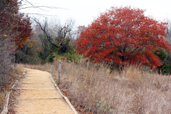 Path near prairie land and tree with burnt orange leaves. 