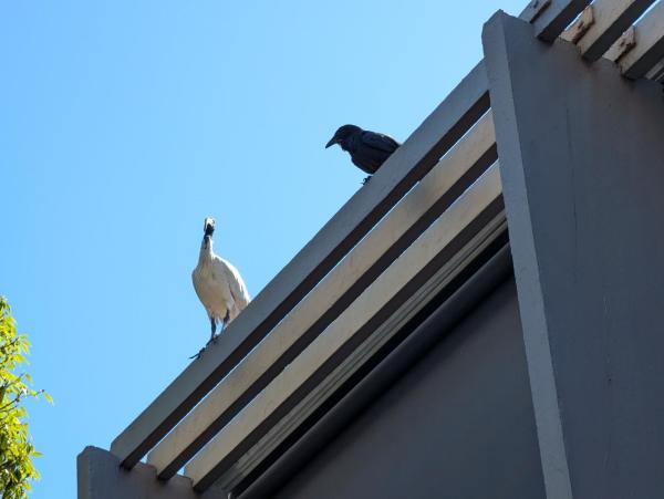 Ibis in a raven sitting on the roof