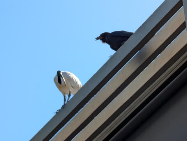 The Raven with its beak slightly open getting closer to the Ibis