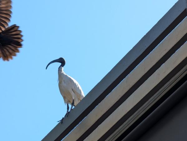 The Raven flying away! You can just see the feathers off to the left top, while the Ibis stands proud as the victor