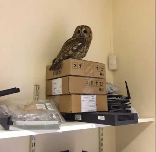 what looks like a Spotted Owl on top of a stack of 3 packages on what looks like an ethernet port on a shelf