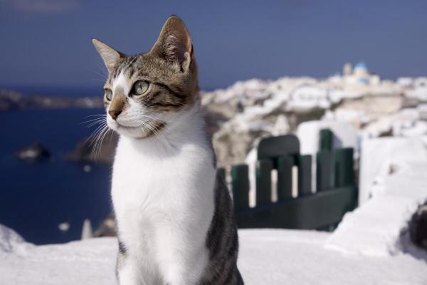 probably a Aegean cat