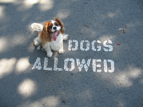 A small dog sits happily on a paved path, directly on top of the “NO” of the painted text “NO DOGS ALLOWED”.