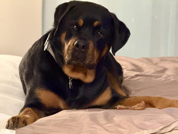 A Rottweiler lying on a bed. She’s looking quizzically off to one side, while a pig’s ear dog treat sits next to her paw.