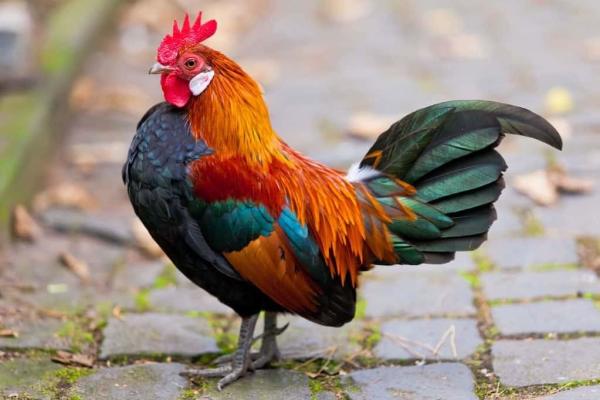 A colorful rooster with vibrant plumage, including shades of red, orange, green, and black, stands on a cobblestone path.