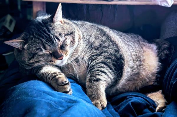 Waffles the three-legged, chonky, tabby cat, sleeping on the bed with his head on my leg.