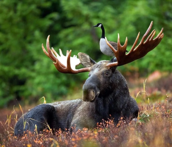 Goose on a moose.