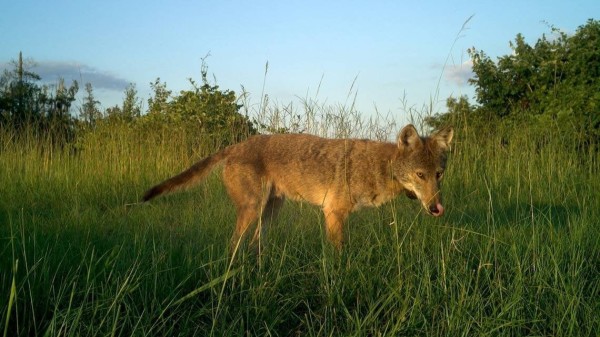 $25M federal grant will help NCDOT protect endangered red wolves along dangerous highway via construction of wildlife crossings.