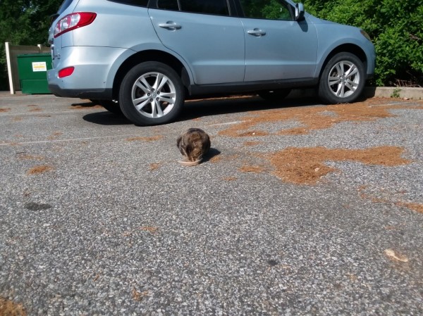 Ginza eats kibble from a plastic dish in an empty parking space on a warm afternoon May 11, 2023. Behind her is the light blue vehicle she had been underneath when I came out to offer her food and feed her for the first time ever.

Nowadays she stays inside and gets 2 wet food meals every day along with plenty of cat treats.