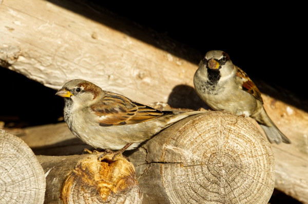 Ein Spatzen-Pärchen (Passer domesticus) sitzt auf den runden Balken einer Hütte.
Die Vögel haben braun-schwarzes Gefieder auf dem Rücken und an den Flügel-Oberseiten. Die Körperunterseite ist grau grau gefärbt. Der männliche Vogel hat eine schwarze Augenbinde und einen schwarzen Latz. Die Kopfoberseite ist bei beiden Vögeln grau. Die obere Brust weist schwarze Tupfen auf.