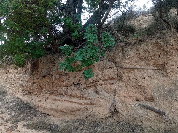 Imagen de un barranco cuyo límite de erosión está casi a los pies de un algarrobo. Se ven algunas raíces de diferentes grosores y sentidos, algunas de las cuales coinciden con un cambio en el tipo de sustrato.