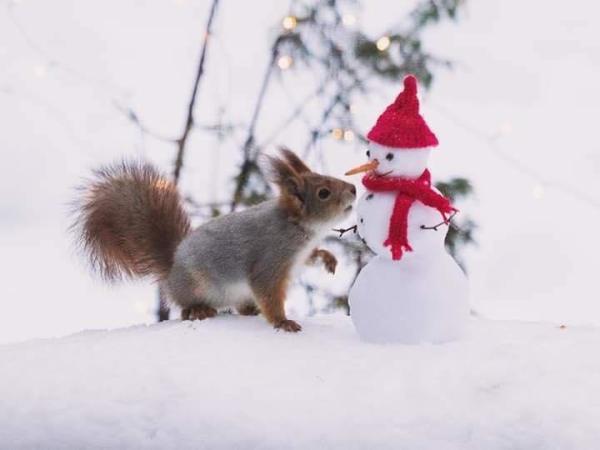 Phot of a red squirrel investigating a small snowman with a red scarf and hat.