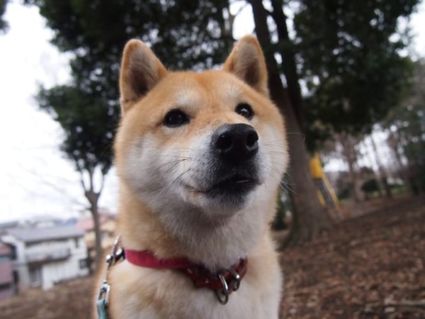 a random shiba from shibes.lol