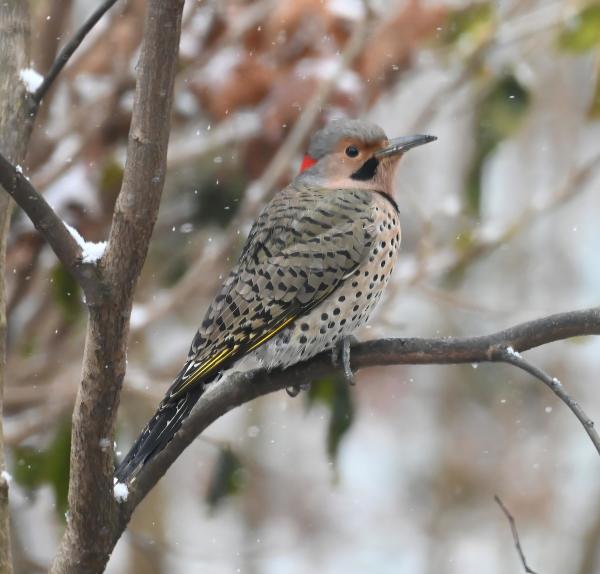 This is a photo of a male yellow shafted Northern flicker. He is a medium sized woodpecker that, unlike most woodpeckers, usually forages on the ground. They are interestingly patterned. This male has a tan face with a gray stripe that goes over the top of his head. There is a red chevron on the back of his neck. He has a black mustache and black streak at the top of his chest. The rest of his chest is tan with big black polka dots and his wings are dark gold with black dashes. The underside of his wings are bright yellow. 