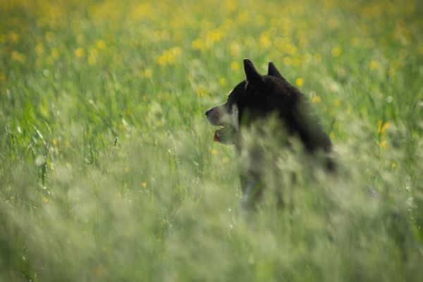 a random shiba from shibes.lol