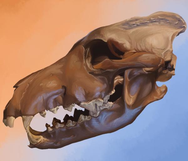 A digital illustration of a highly detailed dire wolf skull in profile facing left. The skull is a rich orange color with deep chocolate shadows and creamy highlights. A soft blue light shines across the bottom of the skull, staining the shadows of the skull's sharp, tan teeth. The skull is set against a soft gradient of orange to blue.