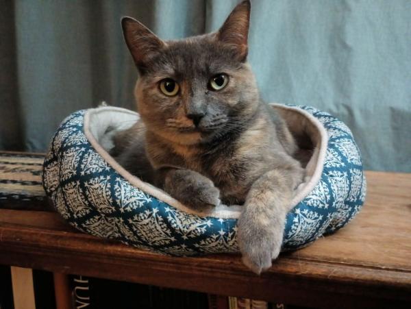 A three year old dilute tortoiseshell cat with fur in muted tones of grey, orange and white, is lying in her cat bed with her head up, looking at the camera with greenish yellow eyes.  One front paw is hanging over the edge of the bed.