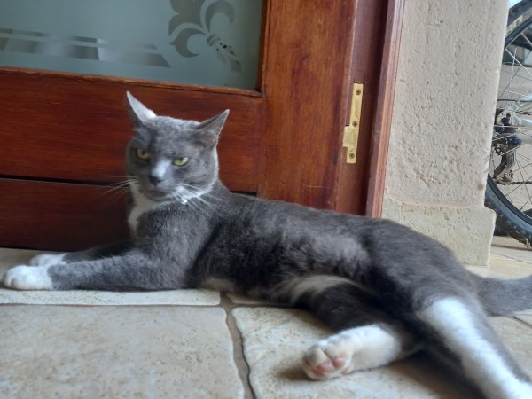 Grey tuxedo cat sitting in the doorway and absolutely seething.