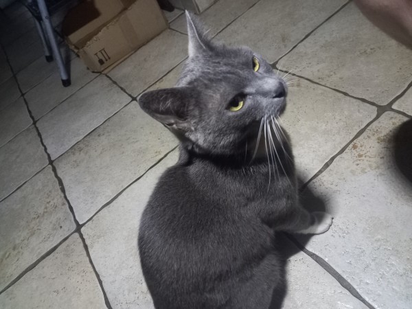 Grey tuxedo on the kitchen floor glaring at the camera, absolutely offended to be photographed