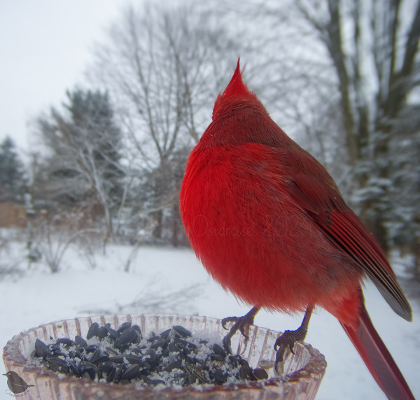 A male Cardinal sits at the food bowl, all puffed up and looking away from us towards the snowy yard.